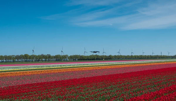 Drönare svävar över en tulpan område — Stockfoto