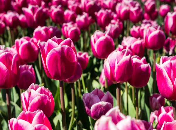 Pink tulips in field — Stock Photo, Image