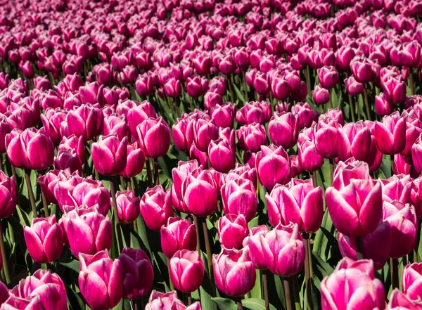 Roze tulpen in het veld — Stockfoto