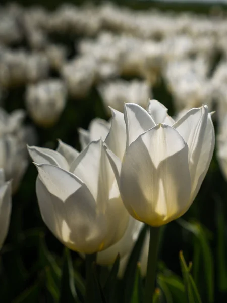 Backlit witte tulpen — Stockfoto