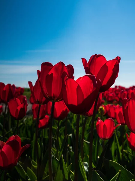 Háttér-világítású, vörös Tulipánokkal — Stock Fotó