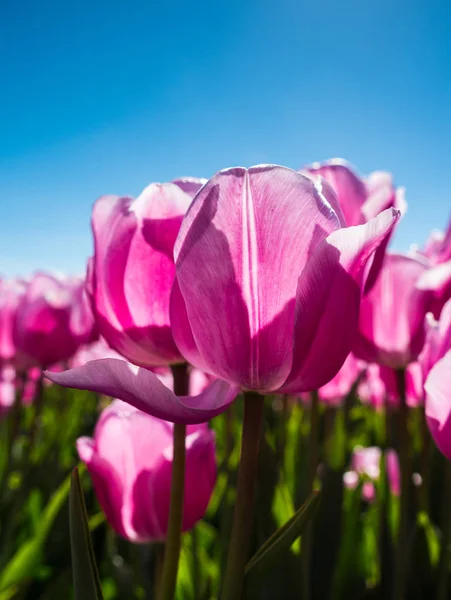 Háttér-világítású rózsaszín tulipán mező — Stock Fotó