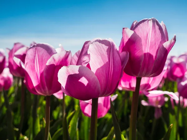 Backlit roze tulpen in veld — Stockfoto