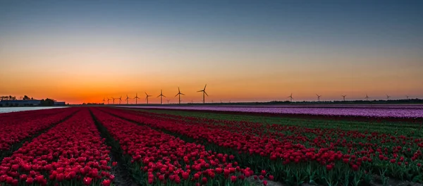 Pink and red tulips in field at sunrise — Stock Photo, Image