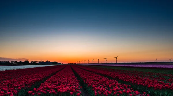 Pink and red tulips in field at sunrise — Stock Photo, Image