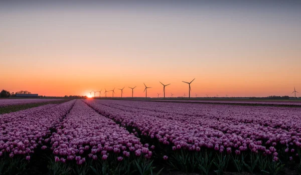 Rózsaszín tulipán mező napkeltekor — Stock Fotó