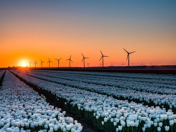 Vita tulpaner i fältet vid soluppgången — Stockfoto