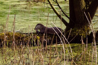 Su samuru avı yiyor