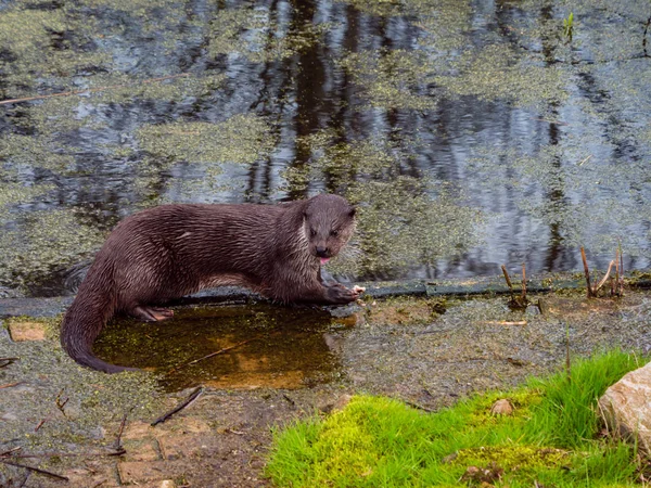 Otter eats his prey — Stock Photo, Image