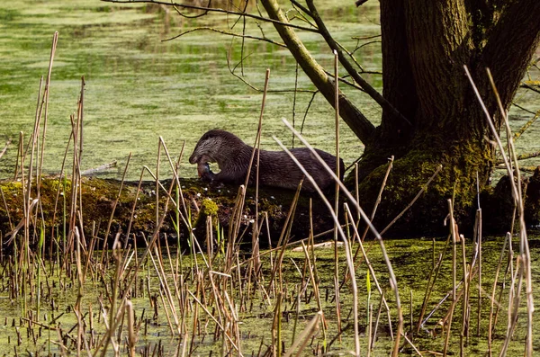 Otter eats his prey — Stock Photo, Image