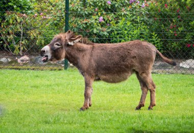 Donkey in a field clipart