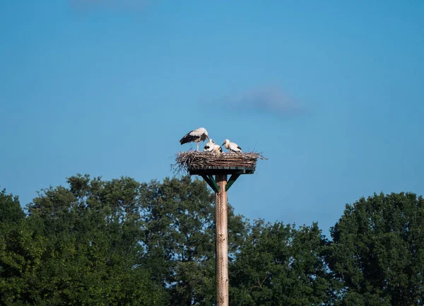 Stork föräldrar och ung på nest — Stockfoto