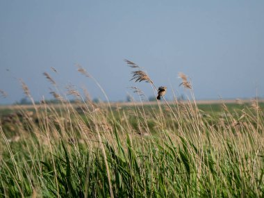 Reed üzerinde sallanan çalı kamışçını