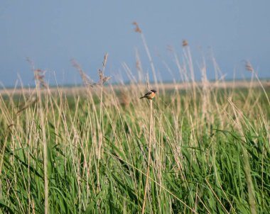 Avrupa stonechat reed üzerinde oturur