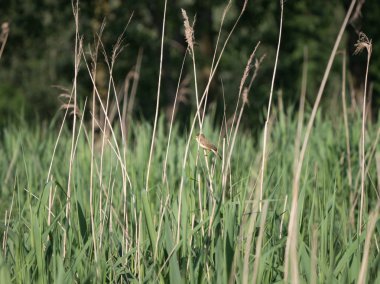 Reed üzerinde sallanan çalı kamışçını