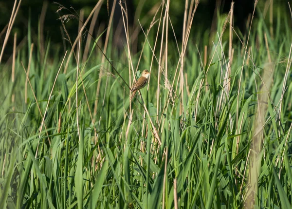 Marsh Skogssångare Eller Acrocephalus Palustris Gungar Reed Med Spridning Vingar — Stockfoto