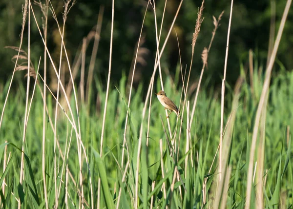 Marsh skogssångare svajande på reed — Stockfoto