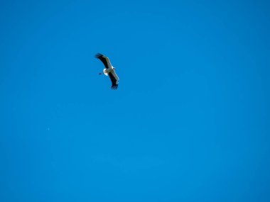 Leylek yüksek mavi gökyüzü altında havada uçar.