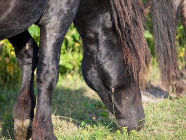 Uzun yeleli siyah konik at çim yeme