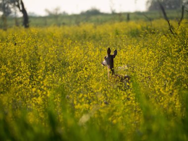 Genç kadın Kızıl geyik kameraya bakıyor