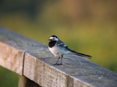 Bir çit Kuyruksallayan veya Motacilla kuş