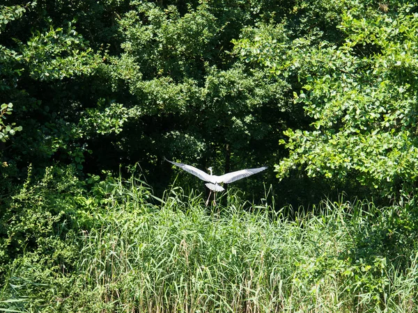 Great Blue Heron Wings Spread Lands Tree — Stock Photo, Image