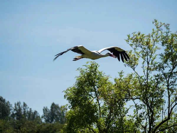 Storken flyr over skogens topper – stockfoto