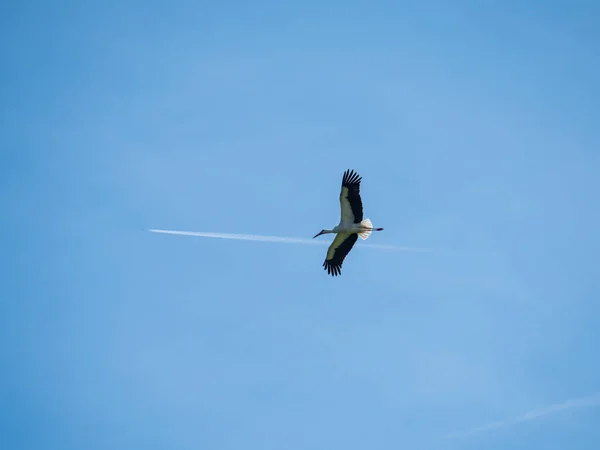 Stork flies against a bly sky with contrail of plane — Stock Photo, Image