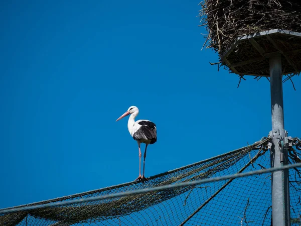 Cigüeña se sienta y espera cerca de su nido — Foto de Stock