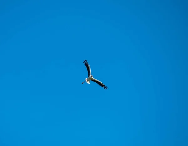 Stork flies high in the air under a blue sky — Stock Photo, Image