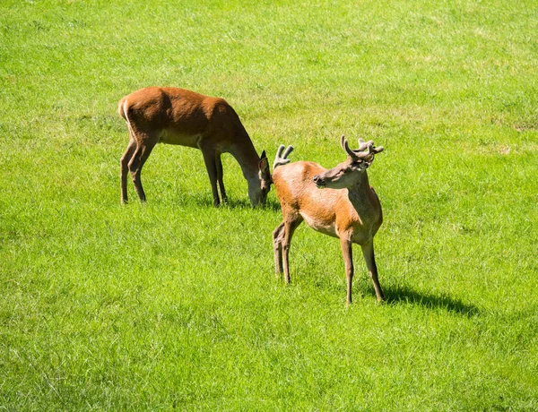 Pere eller fader Davids Deer och ung — Stockfoto