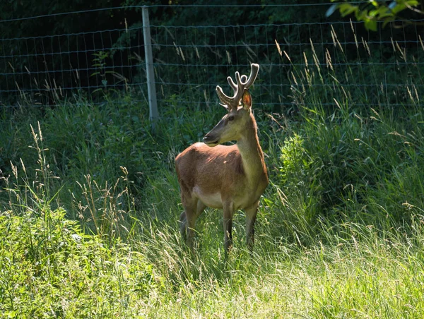 Boční pohled na red deer v poli — Stock fotografie