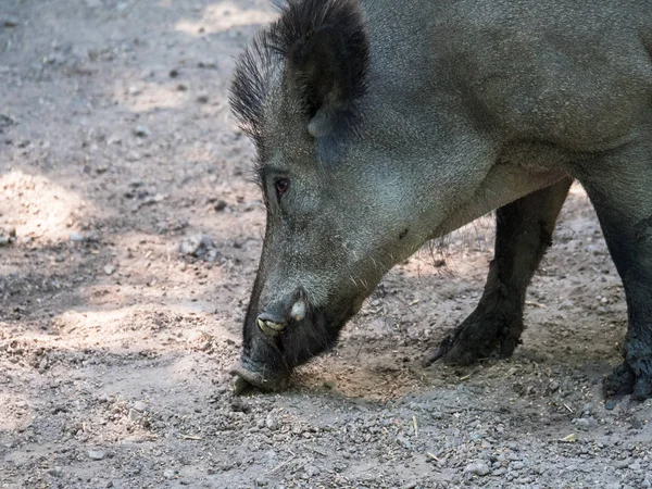 Jabalí salvaje en busca de comida en tierra fangosa — Foto de Stock