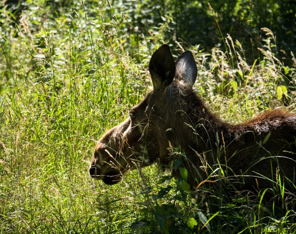 Fiatal eurázsiai jávorszarvas vagy a jávorszarvas, a legnagyobb faj, a szarvas családon belül — Stock Fotó