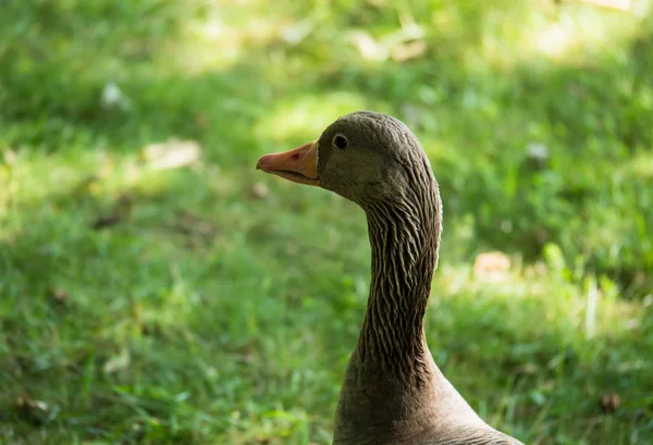 Sideview Long Necked Greylag Goose Staring Camera — Stock Photo, Image