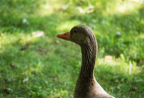 Zijaanzicht Van Lange Hals Grauwe Gans Camera Staren — Stockfoto