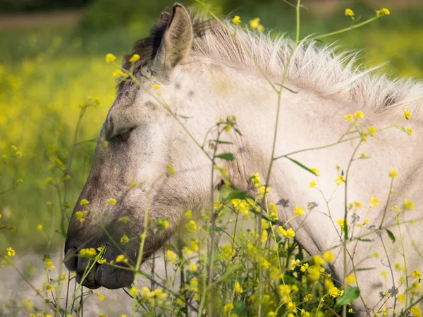 Konik horses and mostard seed in nature reserve — Stock Photo, Image