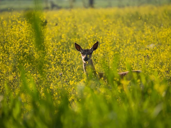 Young female red deer stares at camera — Stock Photo, Image