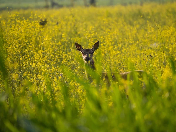 Joven ciervo rojo hembra mira fijamente a la cámara — Foto de Stock