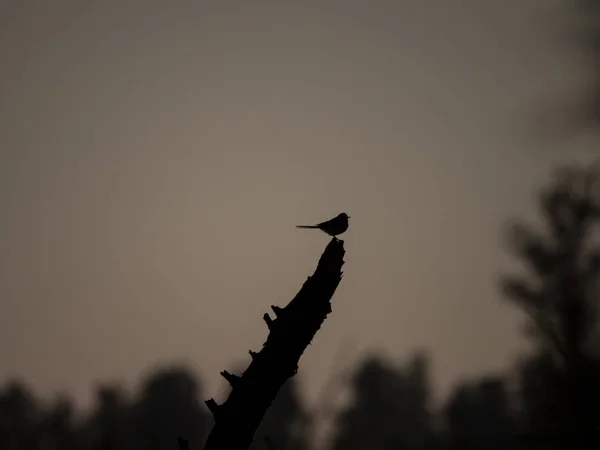 Плиска або Motacilla птах на паркан — стокове фото
