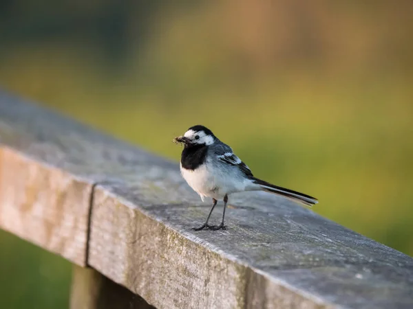 Wagtail Pássaro Com Uma Presa Vermes Insetos Seu Bico Senta — Fotografia de Stock