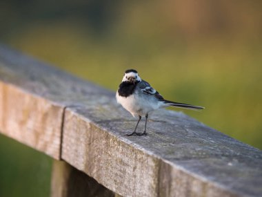Bir çit Kuyruksallayan veya Motacilla kuş