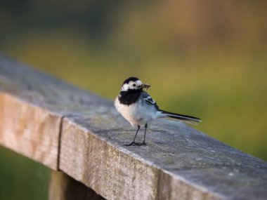Bir çit Kuyruksallayan veya Motacilla kuş