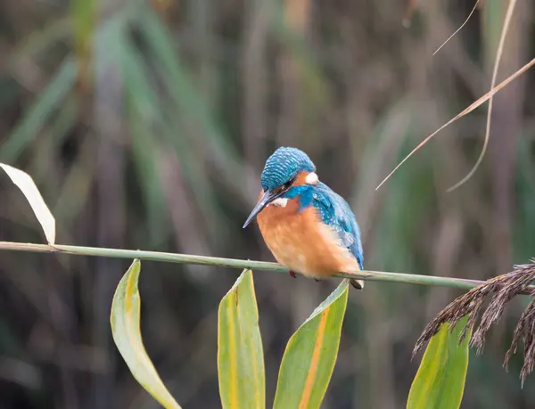 Ledňáček říční nebo Alcedo atthis na větvi — Stock fotografie