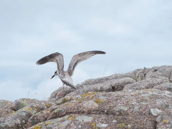 Herring gull in flight catches a piece of food — Stock Photo, Image