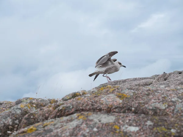 Herring gull lands on a coastal rock — Stock Photo, Image