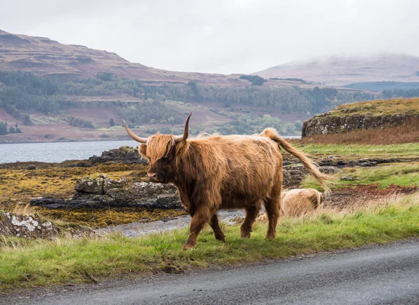 Highland cow on the Isle of Mull — Stock Photo, Image