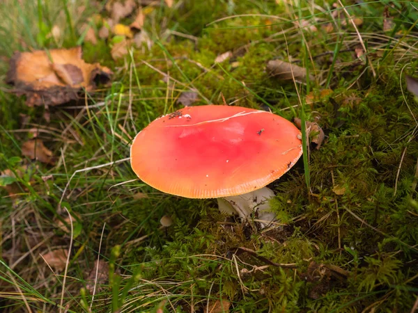 Seta agárica mosca impecable en el suelo del bosque — Foto de Stock