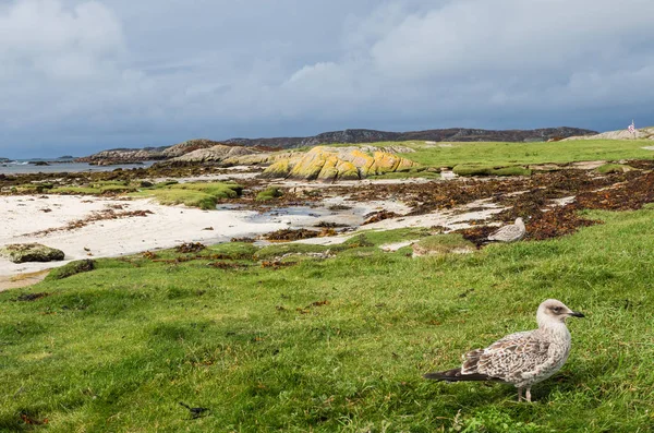 Sillilokki Mull-saaren länsipuolella Skotlannissa — kuvapankkivalokuva