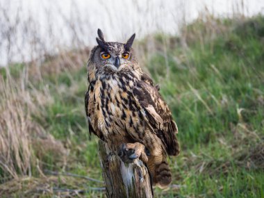 Avrasya Kartal Baykuşu bir ağaç gövdesi ne tünemiş
